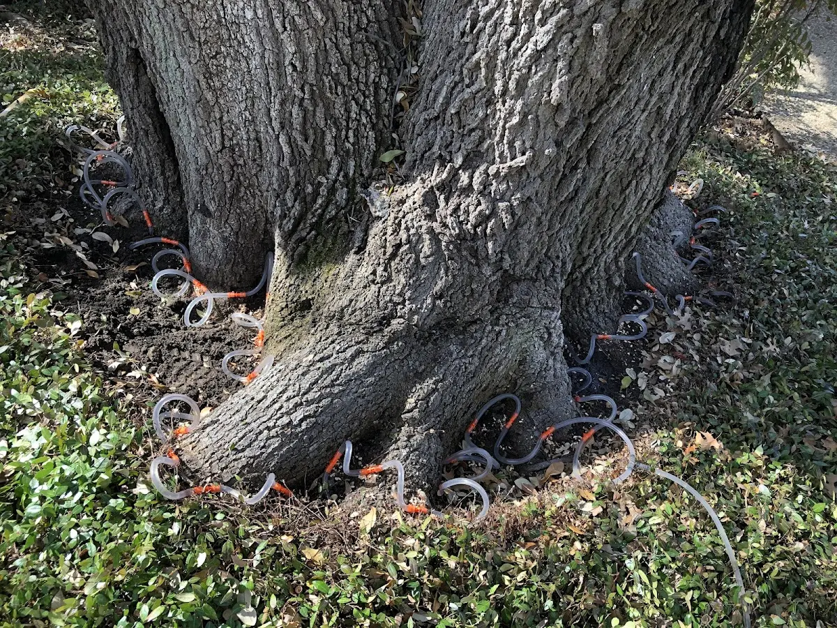 Detailed Tree Cabling and Bracing job site in South Range