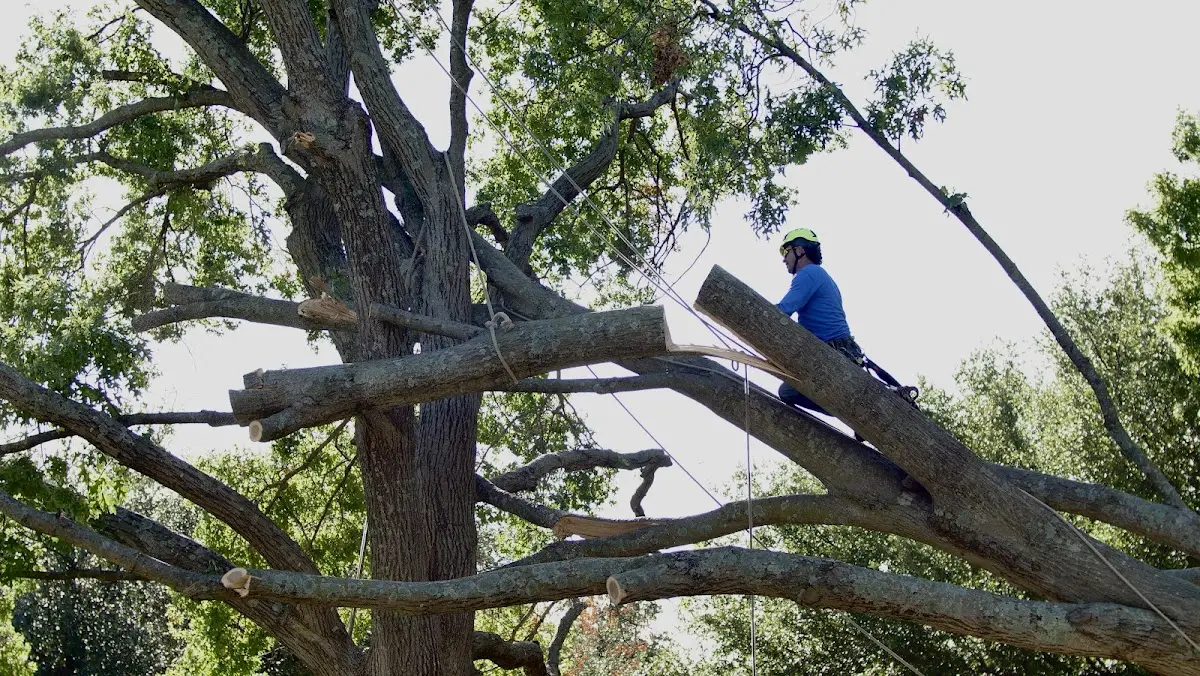 Professional Crown Thinning performed by certified arborists in South Range