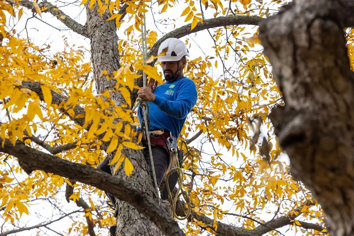Skilled Emergency Tree Service crew working in South Range