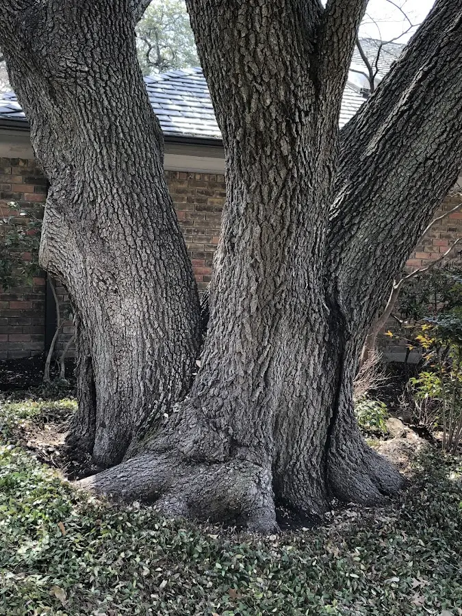 Mature heritage tree close to a South Range property cared for by certified arborists